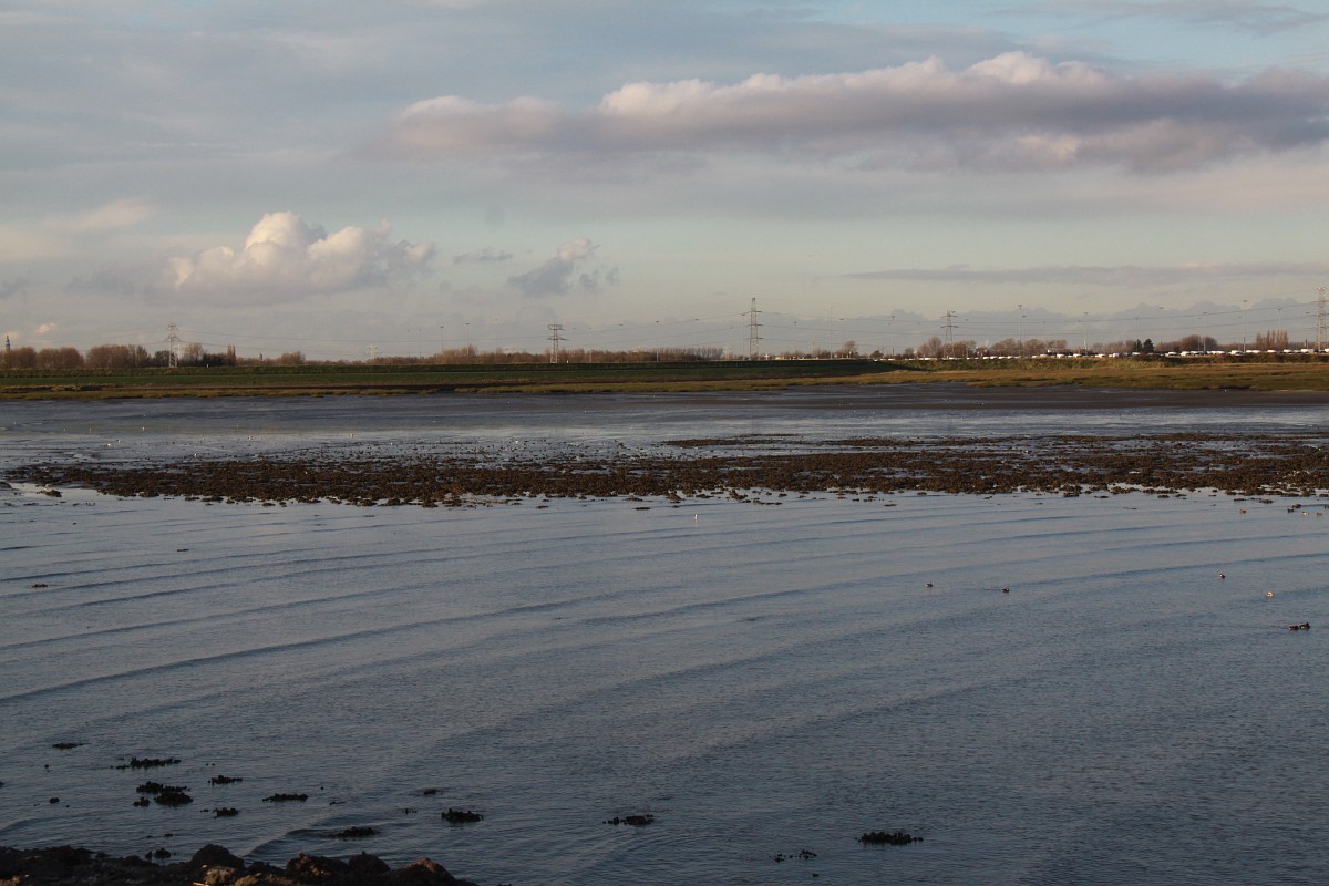 Crassostrea gigas, Pacific Oyster